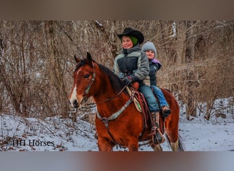 American Paint Horse, Caballo castrado, 12 años, 142 cm, Castaño rojizo