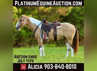 American Paint Horse, Caballo castrado, 12 años, 147 cm, Buckskin/Bayo