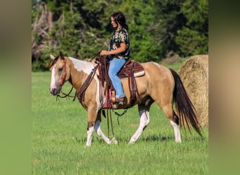 American Paint Horse, Caballo castrado, 12 años, 147 cm, Buckskin/Bayo