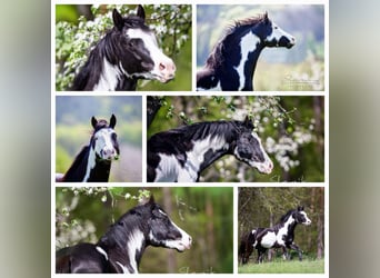 American Paint Horse, Caballo castrado, 12 años, 150 cm, Overo-todas las-capas