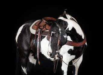 American Paint Horse, Caballo castrado, 12 años, 152 cm, Pío