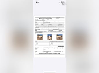 American Paint Horse, Caballo castrado, 12 años, 155 cm, Palomino