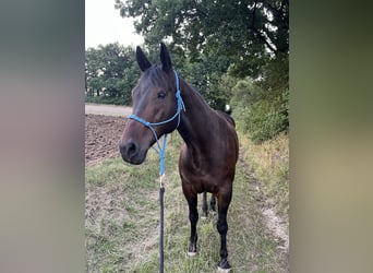 American Paint Horse, Caballo castrado, 12 años, 156 cm, Castaño