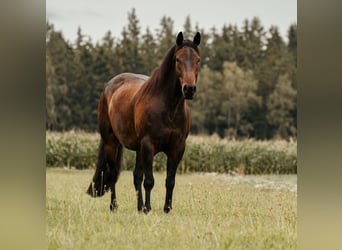 American Paint Horse, Caballo castrado, 12 años, 156 cm, Castaño