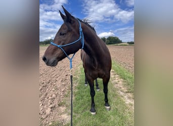 American Paint Horse, Caballo castrado, 12 años, 157 cm, Castaño