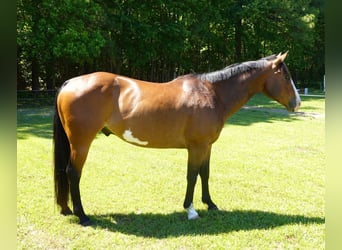 American Paint Horse, Caballo castrado, 12 años, 157 cm, Overo-todas las-capas