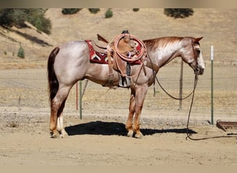 American Paint Horse, Caballo castrado, 12 años, Overo-todas las-capas