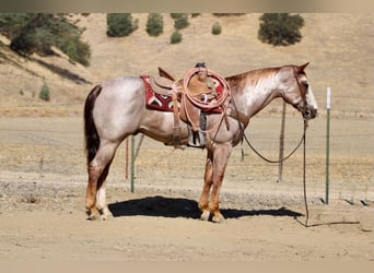 American Paint Horse, Caballo castrado, 12 años, Overo-todas las-capas