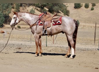American Paint Horse, Caballo castrado, 12 años, Overo-todas las-capas