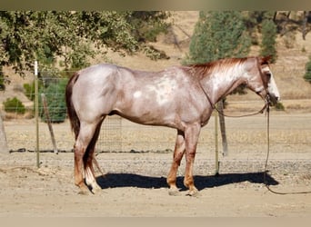 American Paint Horse, Caballo castrado, 12 años, Overo-todas las-capas