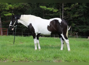 American Paint Horse, Caballo castrado, 12 años, Pío