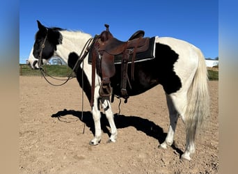 American Paint Horse, Caballo castrado, 13 años, 145 cm, Tobiano-todas las-capas