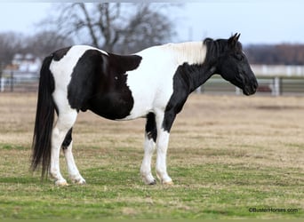American Paint Horse, Caballo castrado, 13 años, 147 cm, Tobiano-todas las-capas