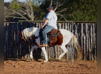 American Paint Horse, Caballo castrado, 13 años, 150 cm, Tobiano-todas las-capas