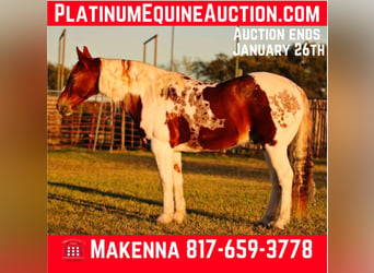 American Paint Horse, Caballo castrado, 13 años, 150 cm, Tobiano-todas las-capas
