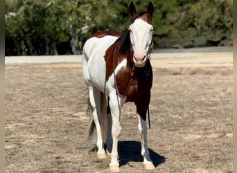 American Paint Horse, Caballo castrado, 13 años, 152 cm, Overo-todas las-capas