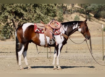 American Paint Horse, Caballo castrado, 13 años, 152 cm, Tobiano-todas las-capas