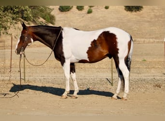 American Paint Horse, Caballo castrado, 13 años, 152 cm, Tobiano-todas las-capas