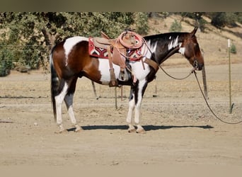 American Paint Horse, Caballo castrado, 13 años, 152 cm, Tobiano-todas las-capas