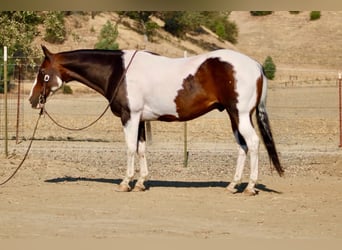 American Paint Horse, Caballo castrado, 13 años, 152 cm, Tobiano-todas las-capas