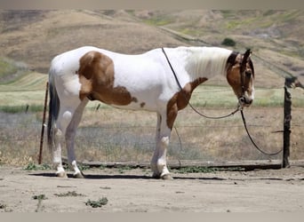 American Paint Horse, Caballo castrado, 13 años, 155 cm, Buckskin/Bayo