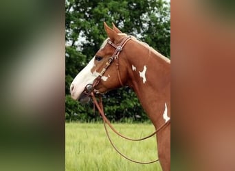 American Paint Horse, Caballo castrado, 13 años, 156 cm, Pío