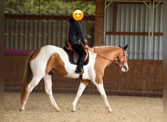 American Paint Horse, Caballo castrado, 13 años, 162 cm, Pío