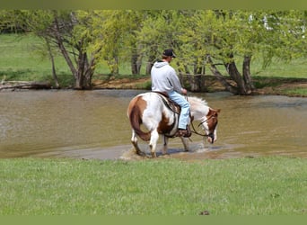 American Paint Horse, Caballo castrado, 13 años, 163 cm, Tobiano-todas las-capas
