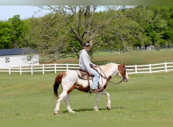 American Paint Horse, Caballo castrado, 13 años, 163 cm, Tobiano-todas las-capas