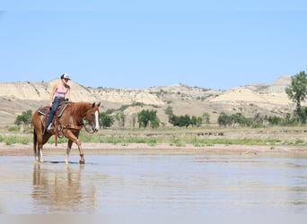 American Paint Horse, Caballo castrado, 13 años, Alazán rojizo