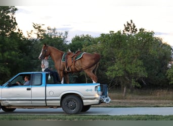 American Paint Horse, Caballo castrado, 13 años, Alazán rojizo