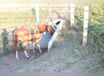American Paint Horse, Caballo castrado, 13 años, Alazán rojizo