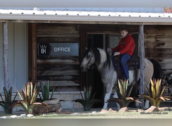 American Paint Horse, Caballo castrado, 14 años, 137 cm, Buckskin/Bayo