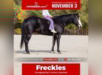 American Paint Horse, Caballo castrado, 14 años, 145 cm, Negro