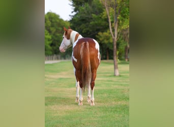 American Paint Horse, Caballo castrado, 14 años, 152 cm, Pío