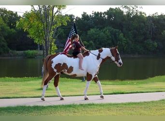 American Paint Horse, Caballo castrado, 14 años, 152 cm, Pío