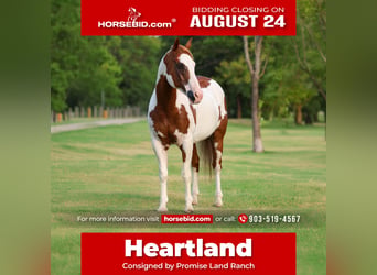 American Paint Horse, Caballo castrado, 14 años, 152 cm, Pío