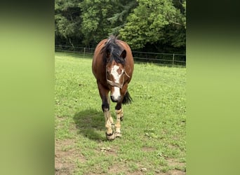 American Paint Horse, Caballo castrado, 14 años, 152 cm, Tobiano-todas las-capas