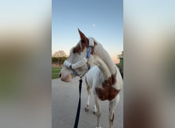 American Paint Horse, Caballo castrado, 14 años, 157 cm, Pío