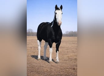 American Paint Horse, Caballo castrado, 14 años, 157 cm, Pío