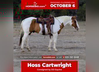 American Paint Horse, Caballo castrado, 14 años, 160 cm, Tovero-todas las-capas