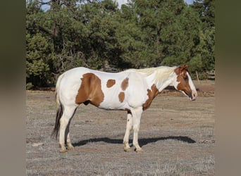 American Paint Horse, Caballo castrado, 14 años, 160 cm, Tovero-todas las-capas