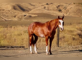 American Paint Horse, Caballo castrado, 14 años, 163 cm, Rabicano