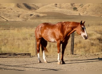 American Paint Horse, Caballo castrado, 14 años, 163 cm, Rabicano