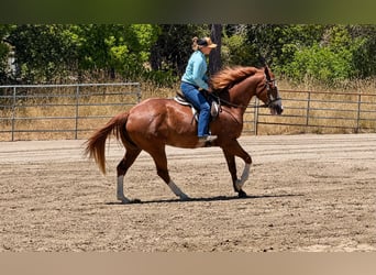 American Paint Horse, Caballo castrado, 14 años, 163 cm, Rabicano