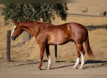 American Paint Horse, Caballo castrado, 14 años, 163 cm, Rabicano