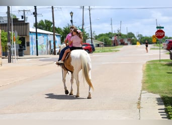American Paint Horse, Caballo castrado, 14 años, Pío