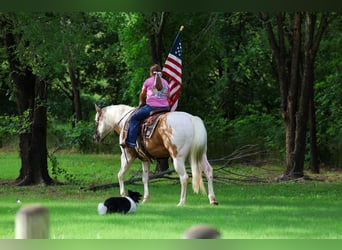 American Paint Horse, Caballo castrado, 14 años, Pío