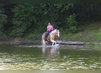 American Paint Horse, Caballo castrado, 14 años, Pío