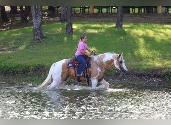 American Paint Horse, Caballo castrado, 14 años, Pío